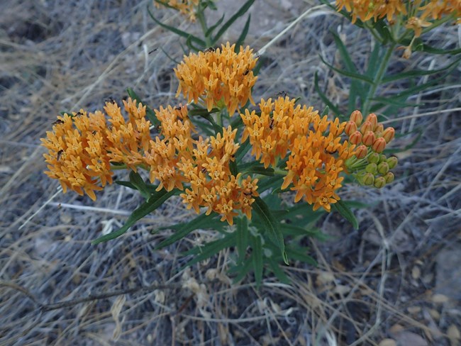 Close-up of a Butterfly Weed plant in bloom, displaying vibrant clusters of bright orange flowers. The small, star-shaped flowers are densely packed at the tips of the green stems, with some still in bud form, showing shades of green and pink.