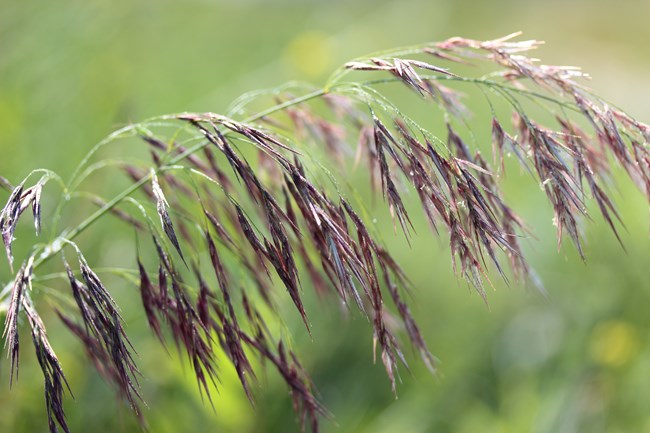 A close-up image of Cheatgrass (Bromus tectorum), showing the plant's slender, arching stems with dense clusters of narrow, pointed seed heads.