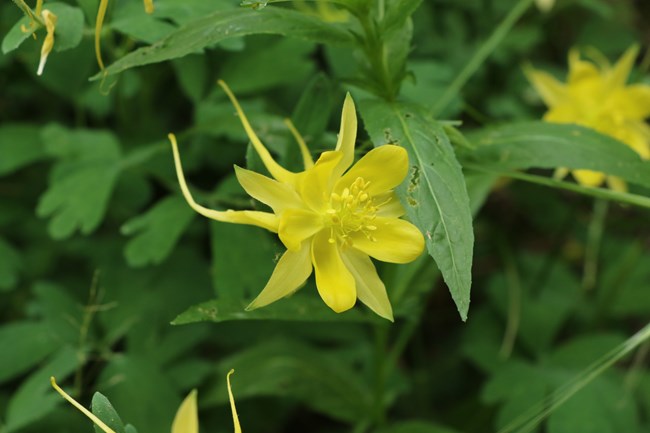 lose-up of a Yellow Columbine flower in bloom, displaying its delicate, star-shaped yellow petals with long, graceful spurs curving backward. The flower's central cluster of stamens is clearly visible, surrounded by the bright petals.