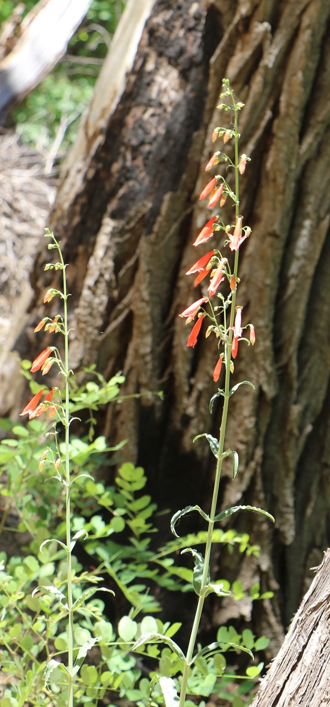 Vibrant red Scarlet Penstemon flowers growing along a hiking trail in a natural setting. The tubular flowers hang downward from tall, slender stems, with each flower displaying a bright, scarlet hue.