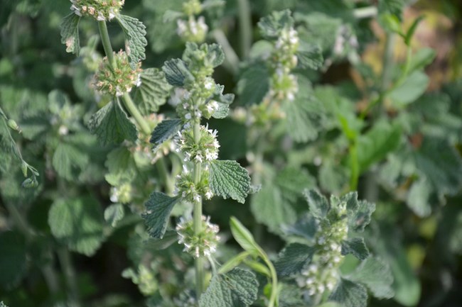 A close-up image of a Horehound plant, showcasing its dense, bushy growth with clusters of small, white flowers. The leaves are oval-shaped, wrinkled, and covered in fine hairs, giving them a grayish-green appearance.