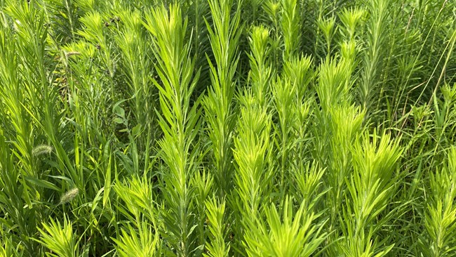 A close-up image of a Horseweed plant, showcasing its tall, slender, and erect stem with narrow, lance-shaped green leaves arranged alternately along the stem. The top of the plant features dense clusters of small, greenish-white flowers.