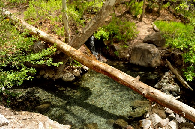 A crystal clear warm pool surrounded by bright green foliage.