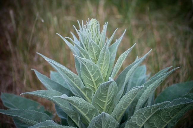 The plant features a larger, more mature rosette of oblong, silvery-gray leaves that are densely covered in soft, woolly hairs. The leaves are arranged in a circular pattern close to the ground, radiating from a central point.