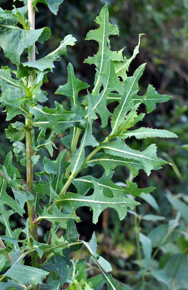 close-up image of a Prickly Lettuce plant, showing its tall, upright stem with deeply lobed, bluish-green leaves. The leaves have a distinctive midrib lined with small, sharp prickles on the underside.