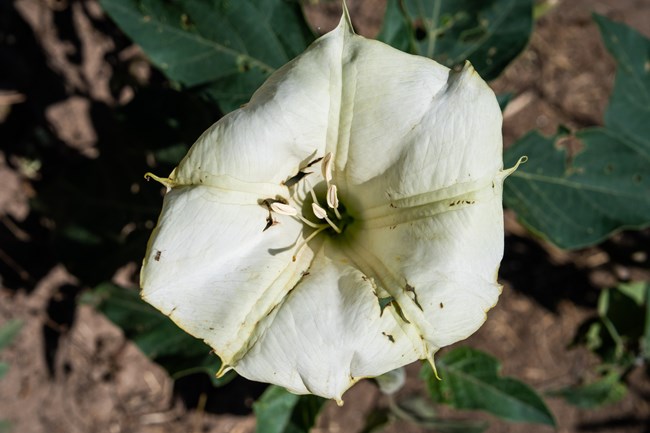 A close-up view of a white Sacred Datura flower in full bloom. The flower has a large, trumpet-shaped structure with slightly ruffled edges and a light greenish tint. In the center, a cluster of pale stamens is visible.