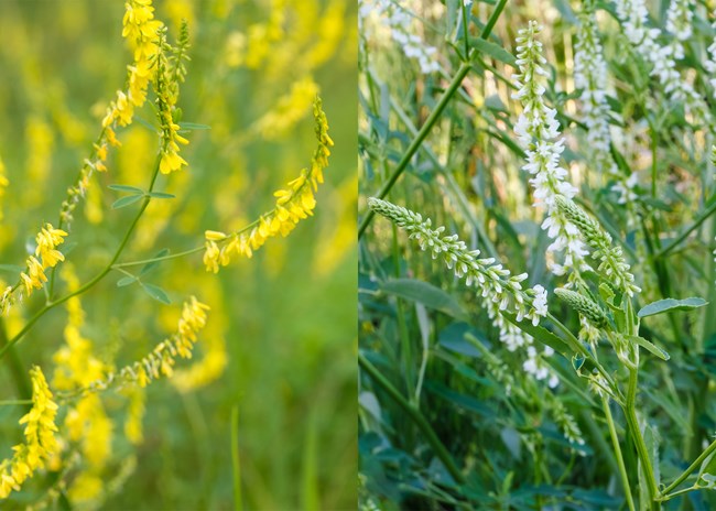 A side-by-side image showing Yellow Sweet Clover on the left and White Sweet Clover on the right. Both feature tall, branching stems with elongated clusters of small flowers, and trifoliate leaves with serrated edges.