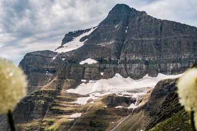 Waterfalls stream down from Sexton Glacier with a pointed mountain above it and creamy flowers in the foreground.