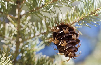 close-up of cone hanging from needle-covered tree