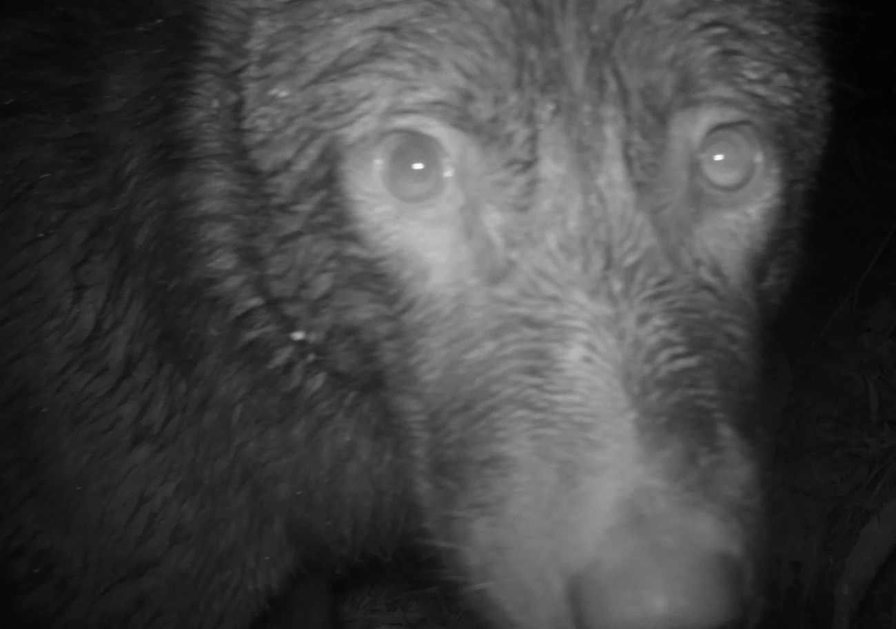 Wolf Closeup A wolf face inspecting the lens of a remote wildlife camera, the image slightly blurry.