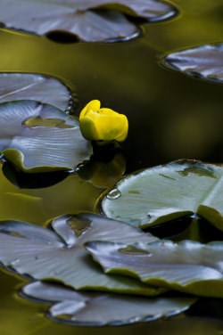 Pond Lily