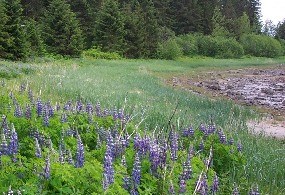 Shoreline vegetation development