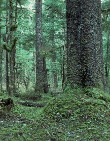 Lowland forest with spruce trees and lush undergrowth