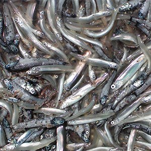 Crill, capelin, and lampfish in a pile of various forage fish.