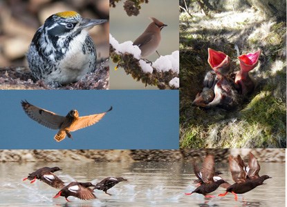 birds in Glacier Bay