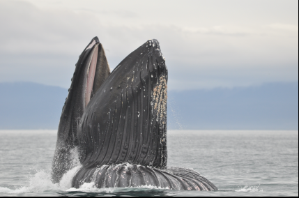 A humpback whale with its head out of the water and mouth open.