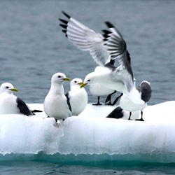 kittiwakes on iceberg