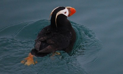 tufted puffin