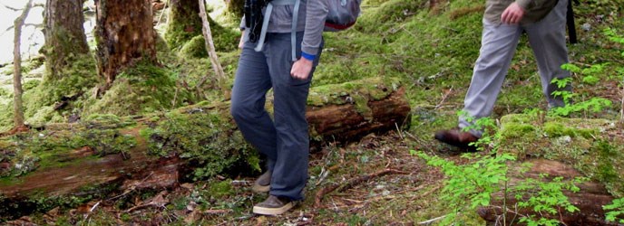 Hiking a trail in Bartlett Cove