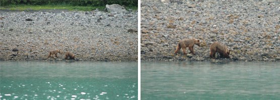 bears on the beach