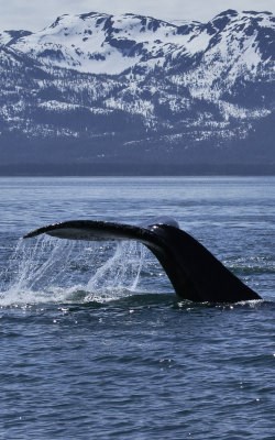 Humpback whale