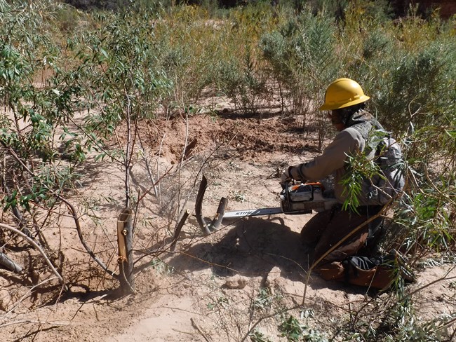 A person in a yellow hard hat and chainsaw chaps kneels on the ground to cut down a stump with a chain saw.