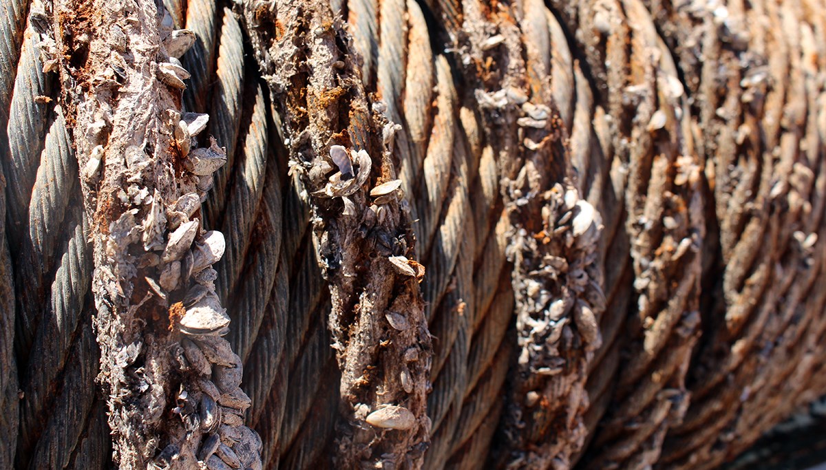 Spool of thick line encrusted by quagga mussels