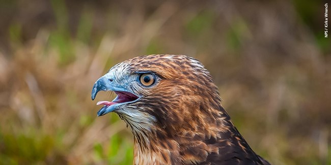 A close-up of a hawk, with a blue-gray beak slightly open. The bird has sharp, focused eyes and brown and tan feathers, set against a blurred natural background.