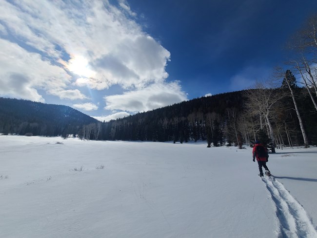 A man in red coat snowshoes through an open, snow-covered meadow with trees on a mountain rising behind them.