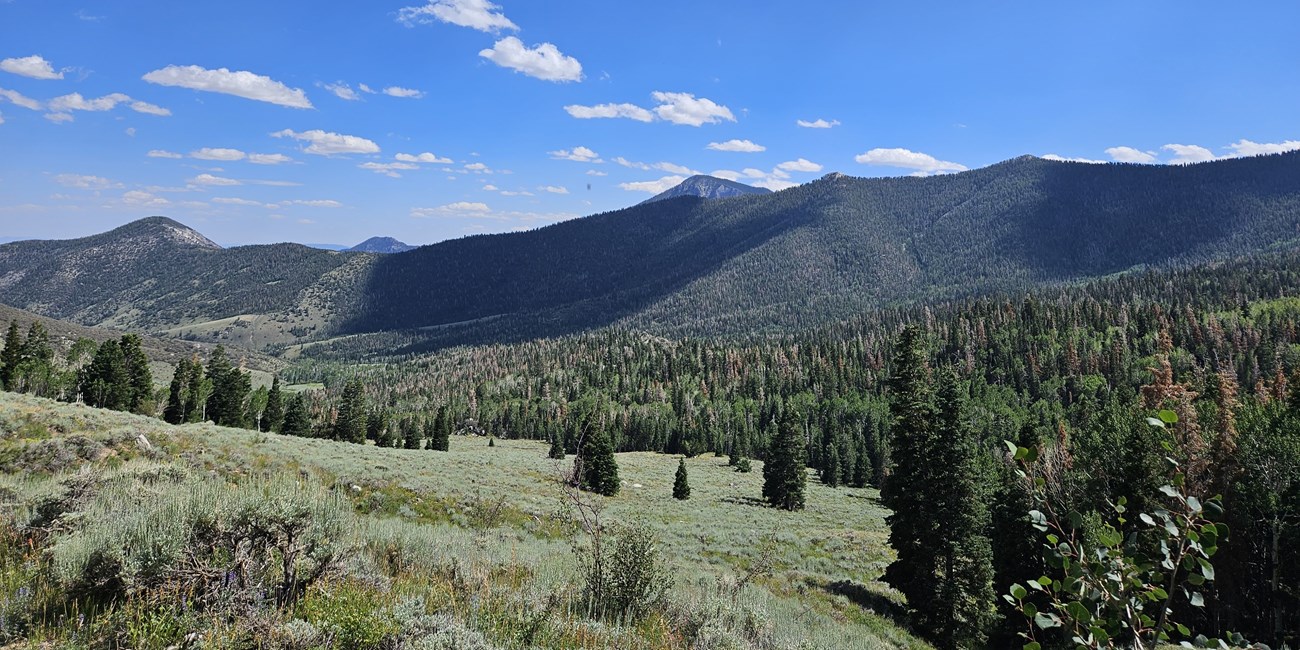 Green pines cover the mint colored hillsides of a valley, viewed from one side. The mountains extend from down low to much higher as they approach the viewer. Blue skies are dotted with fluffy white clouds.