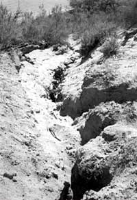 GULLY AND A SOCIAL TRAIL LEADING FROM THE RIVER'S EDGE TO AN ARCHAEOLOGICAL SITE