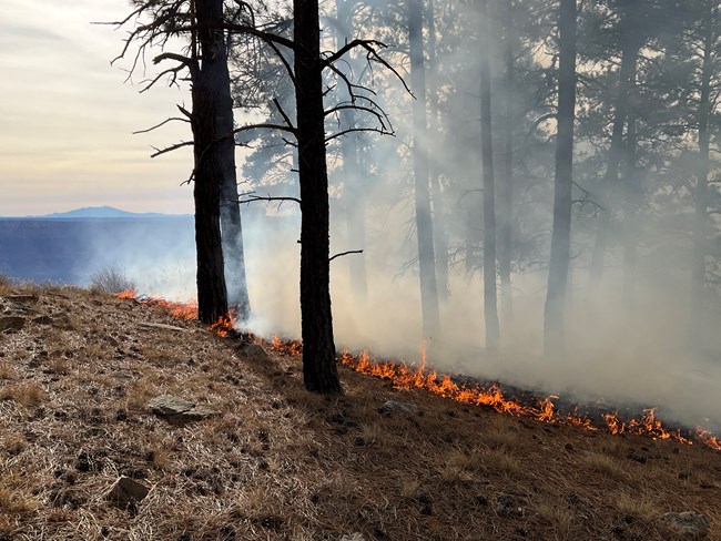 A thick plume of smoke as a creeping fire travels through a ponderosa pine understory