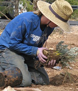 Volunter transplanting a small plant.