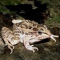 Northern Leopard Frog