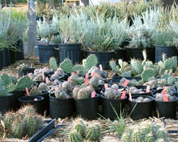 The park native plant nursery.