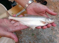 wild Chub from Havasu Creek