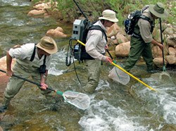 electrofishing in Shinumo Creek before the translocation.