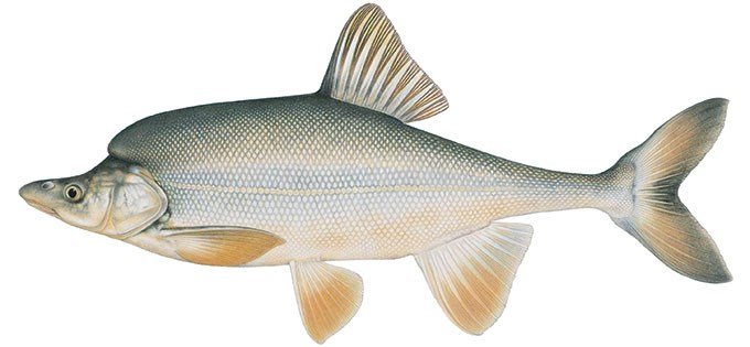 Painting of Humpback Chub (Gila-cypha) by Joe Tomelleri.