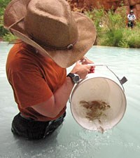 biologist releasing humpback chub from a plastic bucket into Havasu Creek