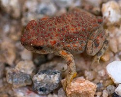 Red-spotted-Toad2