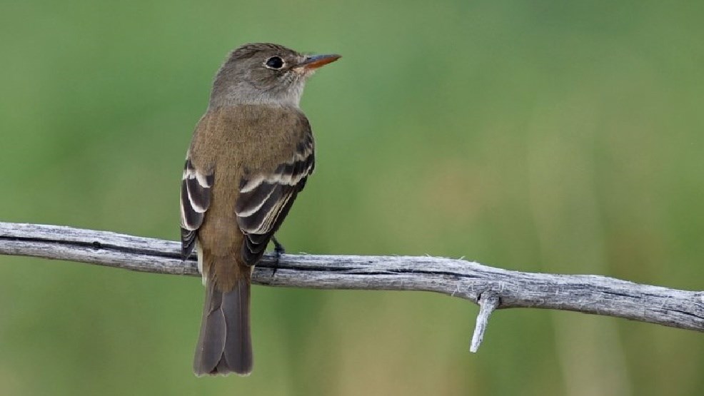 Bird on a branch