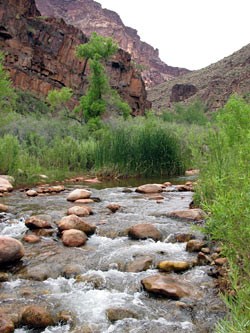 Looking up Shinumo Creek above humpback chub pool 1.