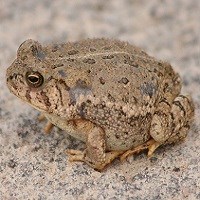 Woodhouse Toad