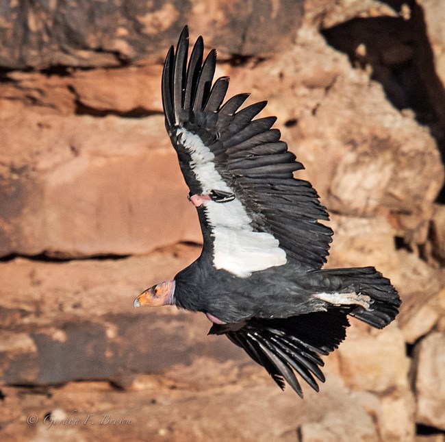 A condor flying with a full crop.