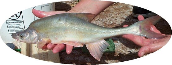 Adult humpback chub in hand.