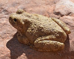 Canyon Tree Frog