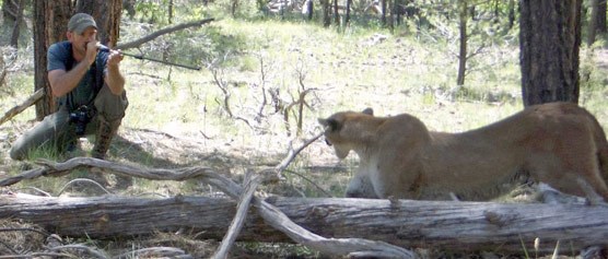 Eric York darting Puma with blowgun