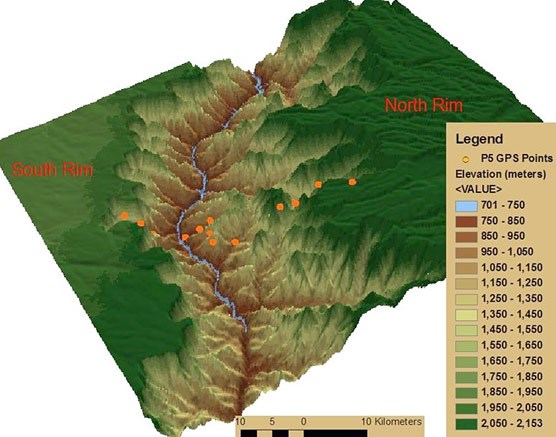 Mountain Lion P5 was tracked as she crossed the canyon. NPS Illustration