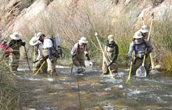 Electro-fishing in Bright Angel Creek