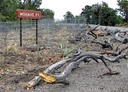 Dead and down trees were placed in restoration areas